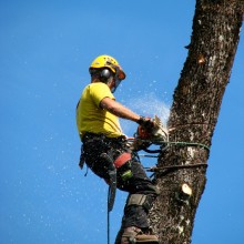 Trefelling i Porsgrunn, Telemark