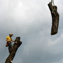 Trefelling kran med kran i porsgrunn