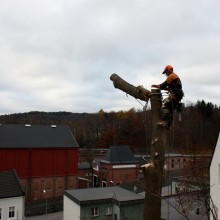 Trefelling, Larvik