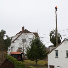 Felling av gran på Herøya, Porsgrunn