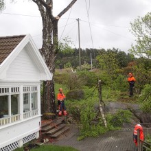 Felling med firing av greiner på hytte i porsgrunn