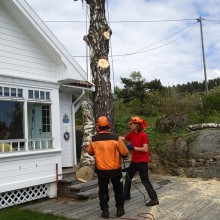 Trefelling, Porsgrunn, Telemark