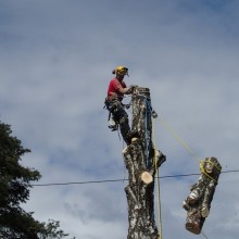 rigging, nedfiring, bjørk, Porsgrunn