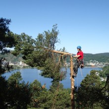 Topping av furu i Telemark før den sages ned