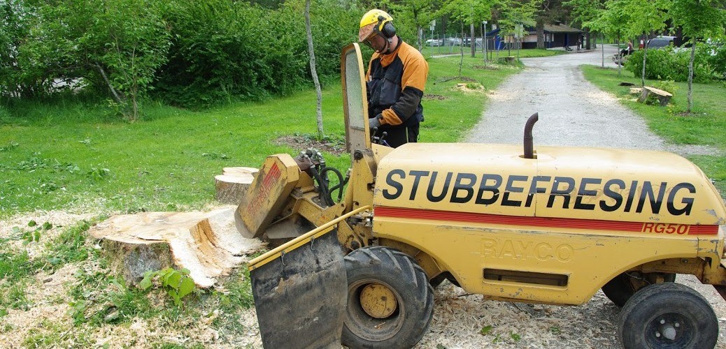 En stubbefreser freser vekk en stor stor stubbe. Stubben bil frest til flis, og det er straks klart til å planeres og plantes. Stubbefresing, Langesund, Porsgrunn og Skien