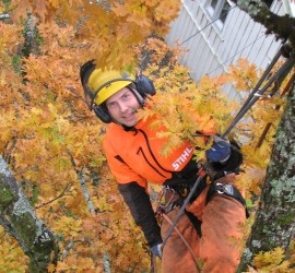 arborist Porsgrunn