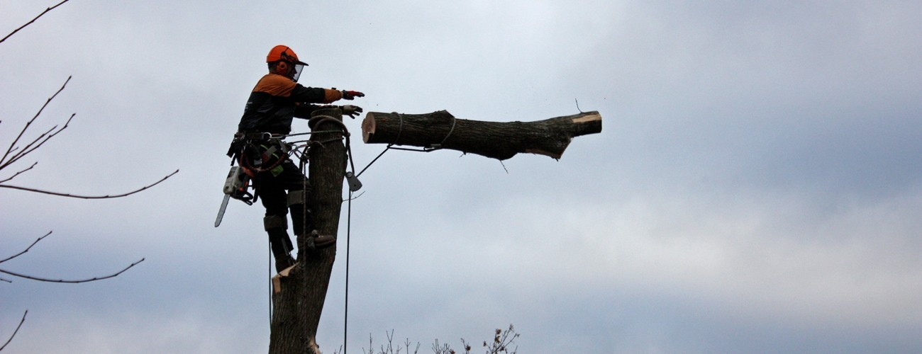 trefelling klatreutstyr Porsgrunn topping