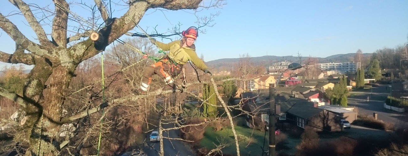 Beskjæring, trepleie eik, Skien og Porsgrunn, med klatreutstyr