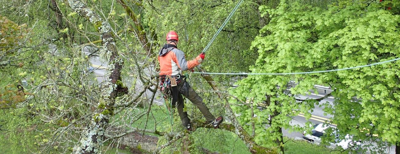 Beskjæring, trepleie, lønn i Bamble, Langesund, Porsgrunn og Skien