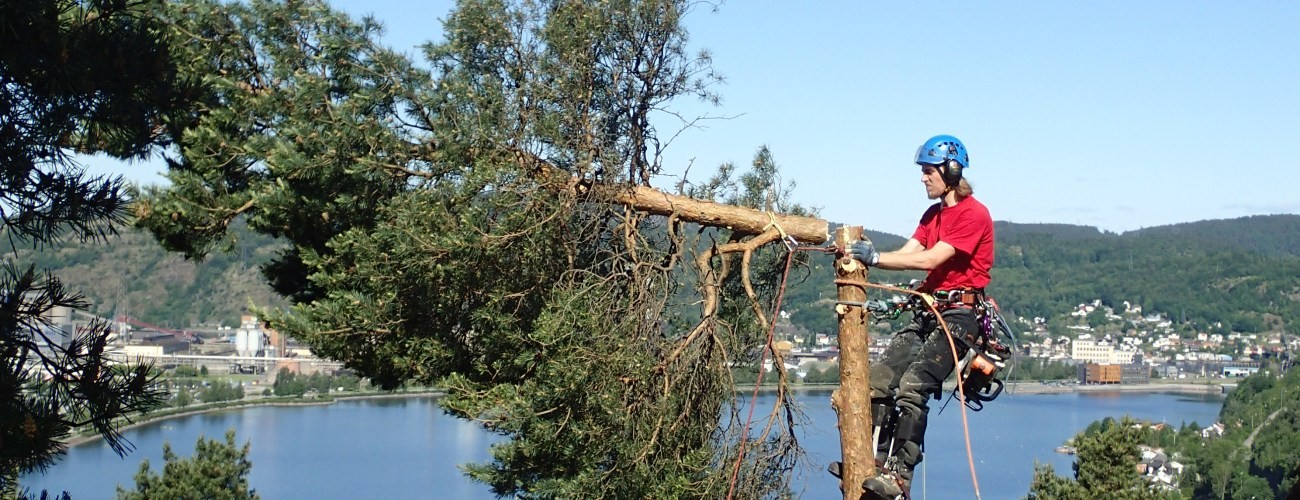 Toppen av en furu felles over Herøya, Porsgrunn