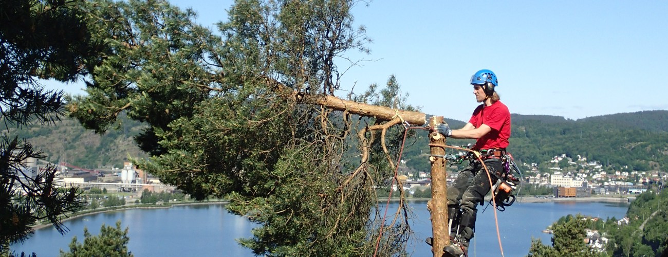 Trefelling priser Trefelling priser